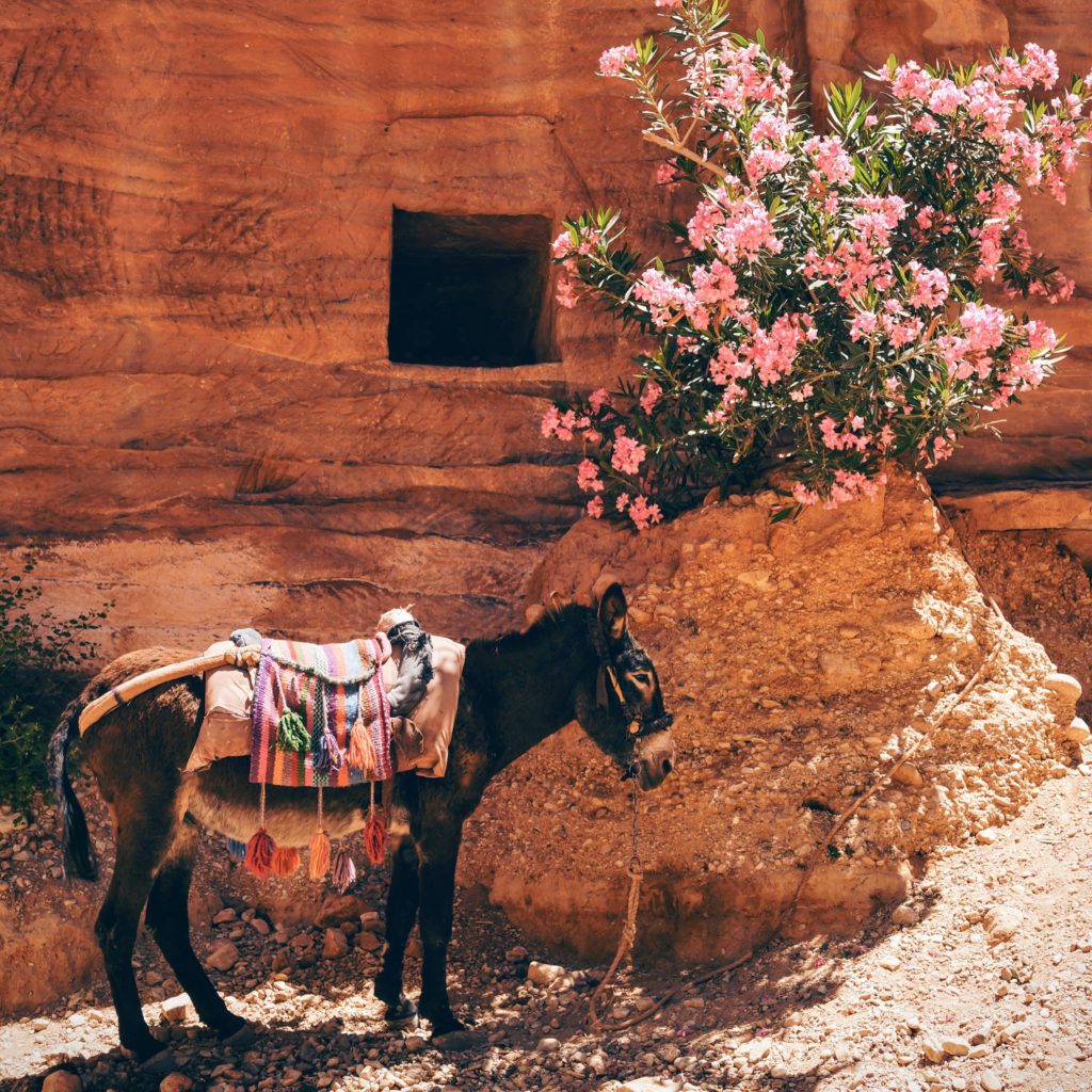 donkey standing near flowers